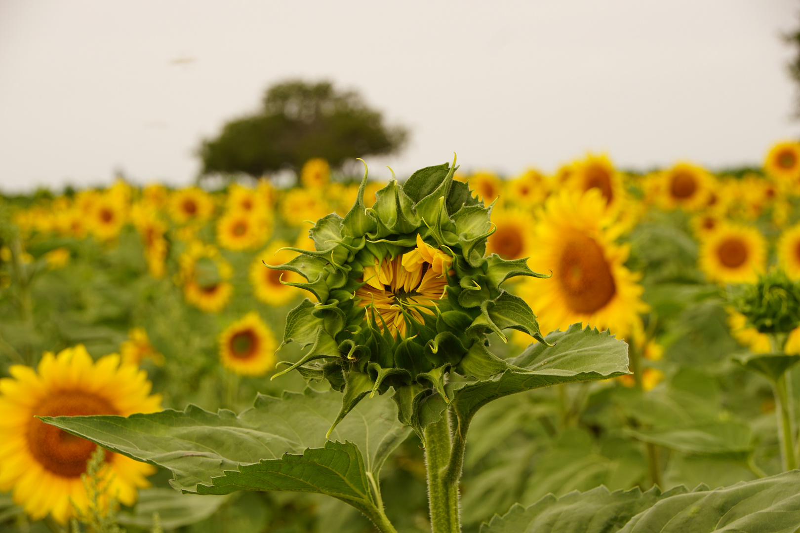 Sonnenblumen 