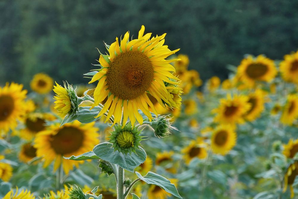 Sonnenblumen