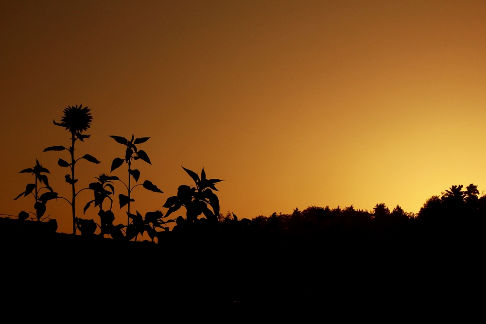 Sonnenblumen