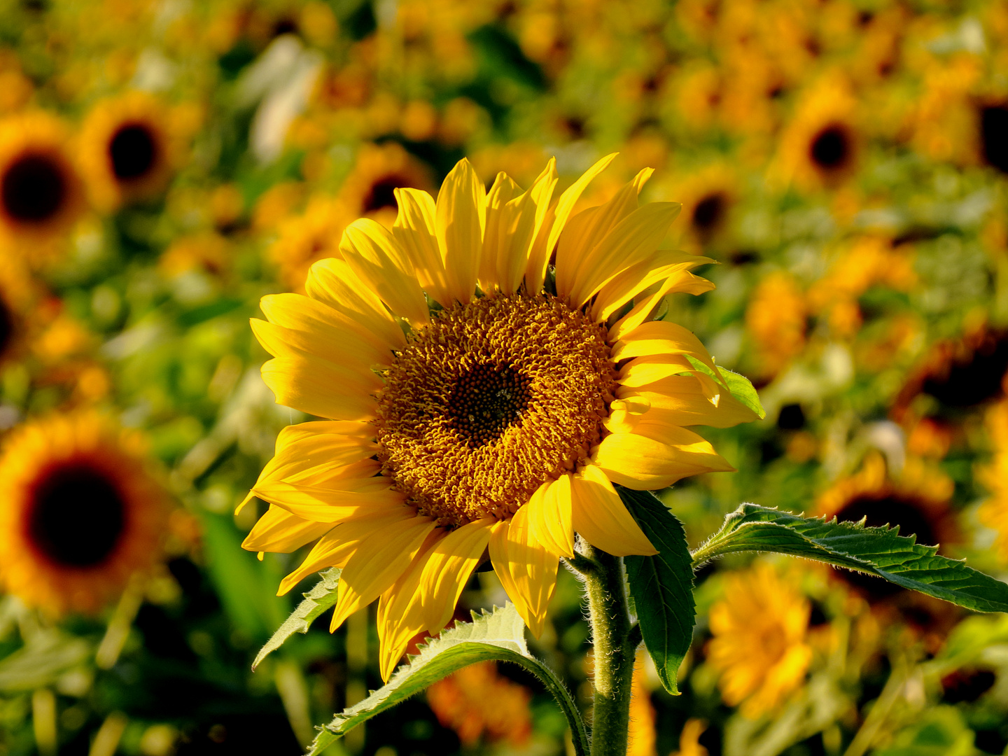 Sonnenblumen