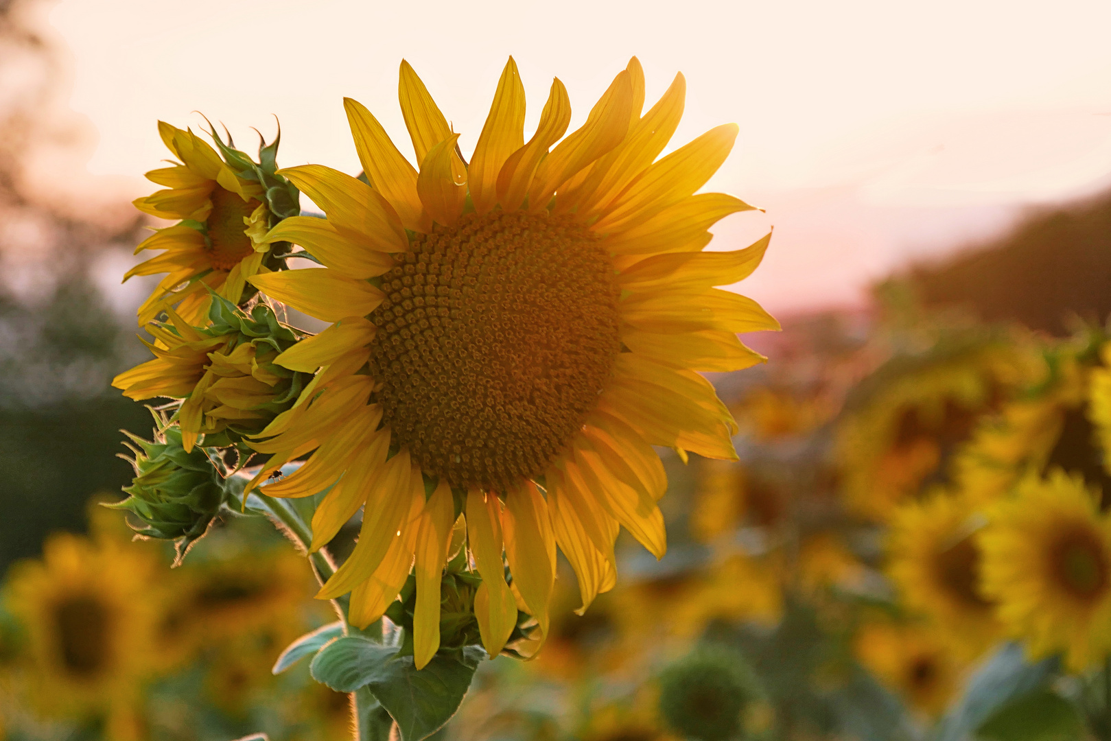 Sonnenblumen