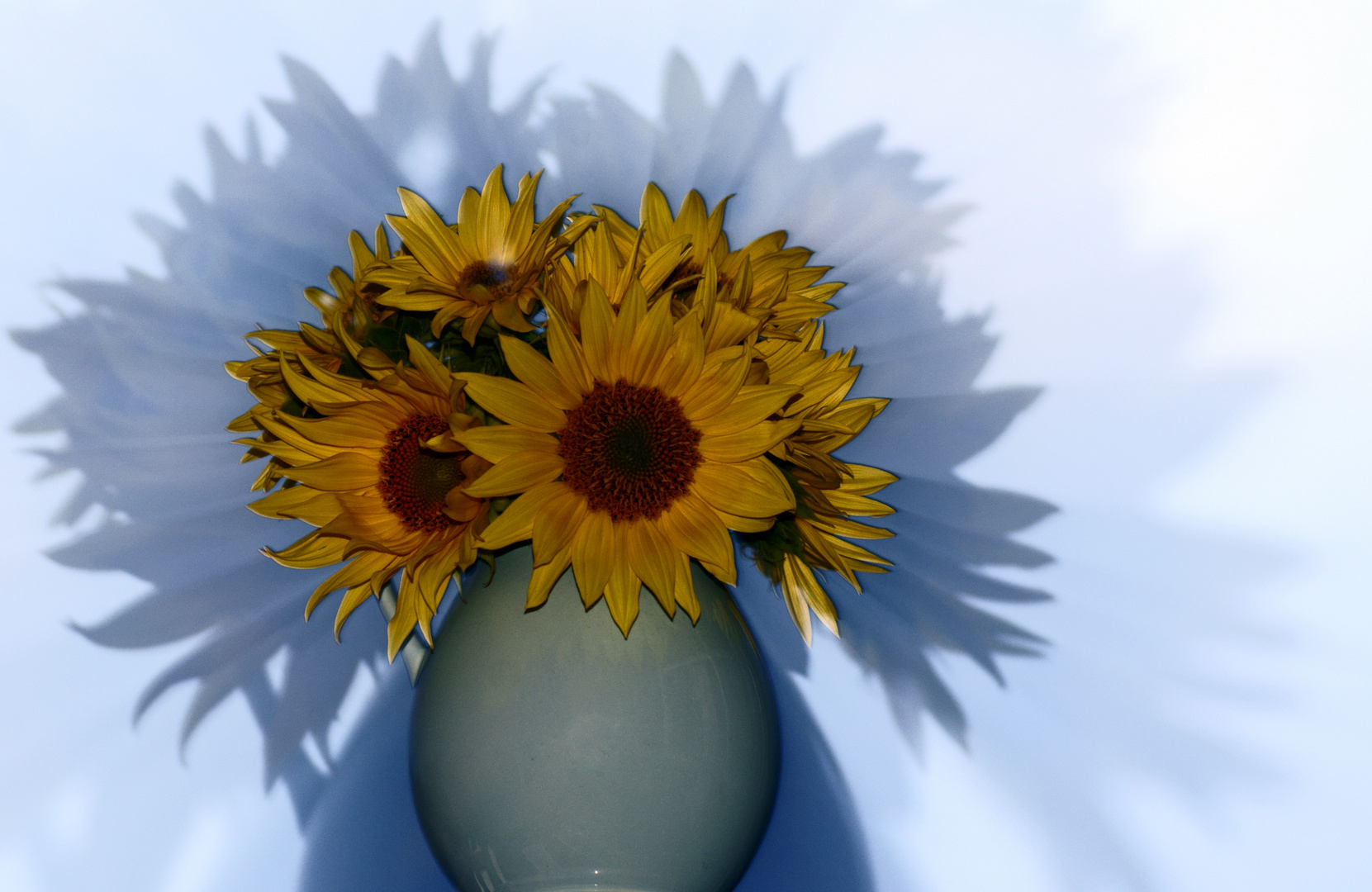 Sonnenblumen