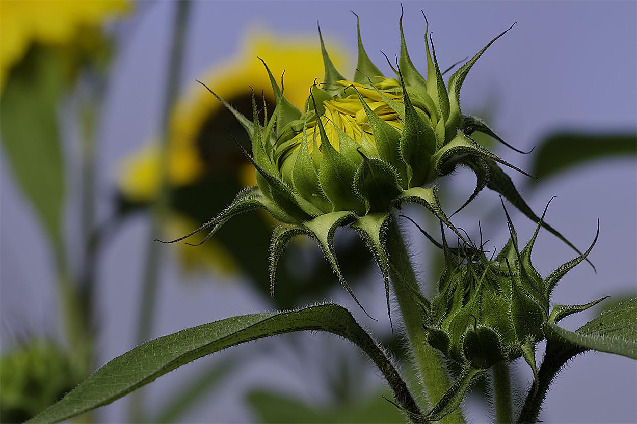 Sonnenblumen