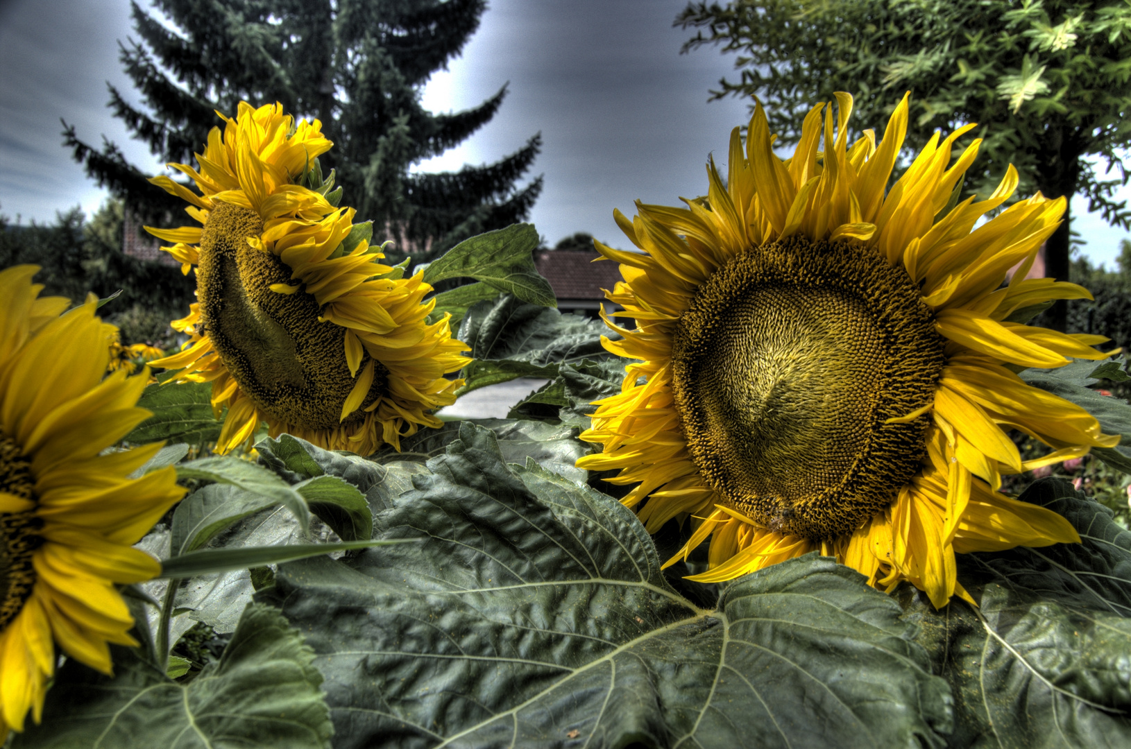 Sonnenblumen