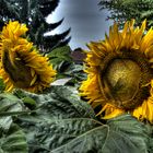 Sonnenblumen