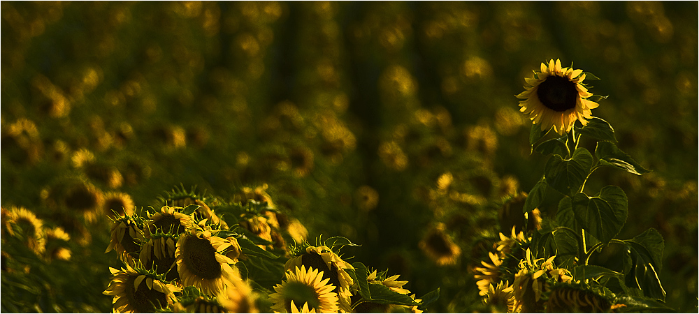 SONNENBLUMEN