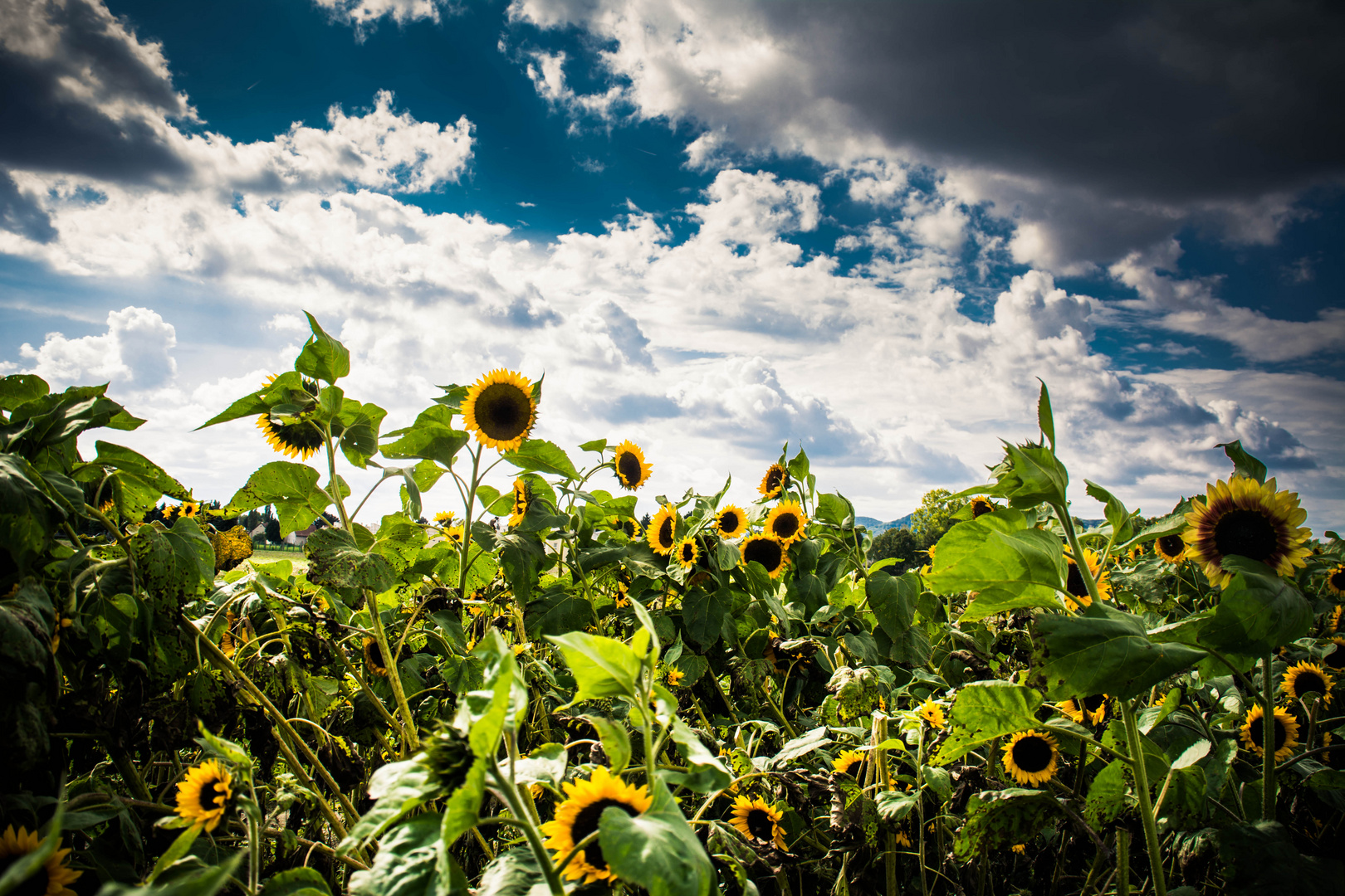 Sonnenblumen