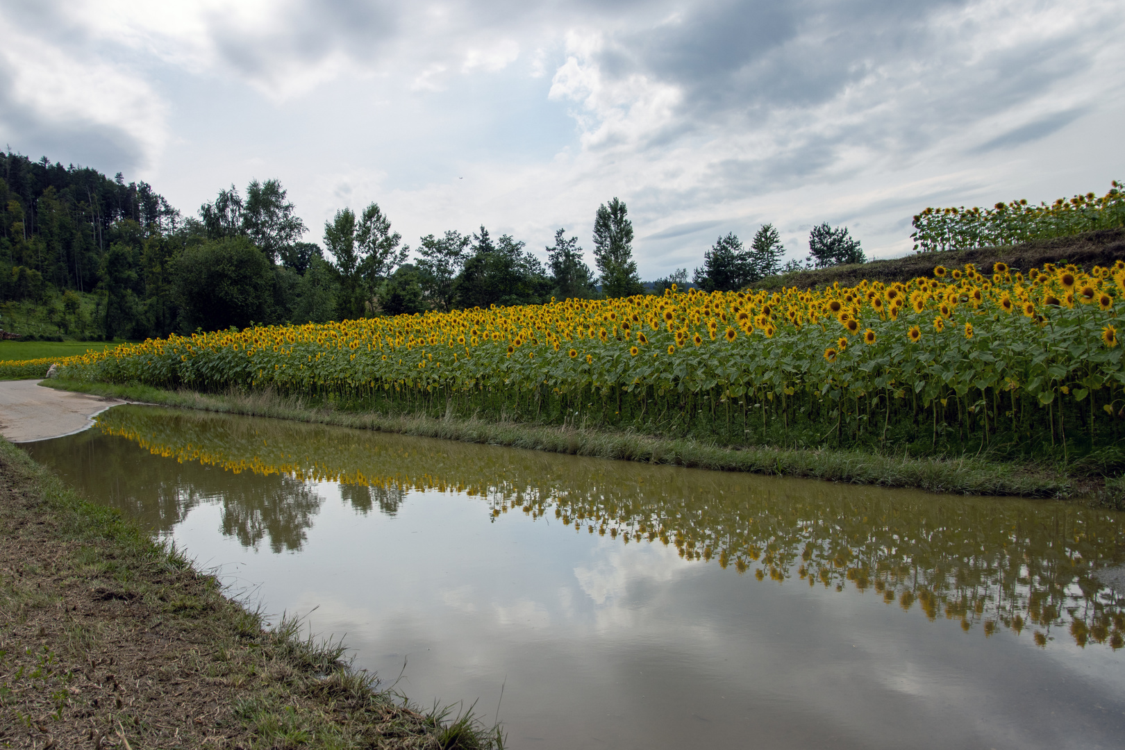 Sonnenblumen