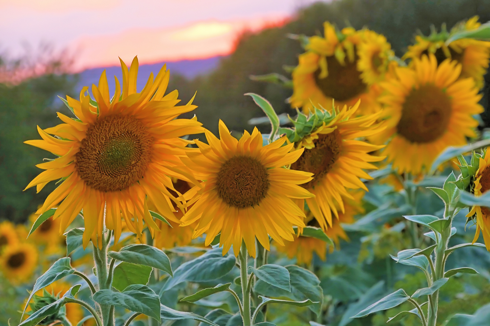 Sonnenblumen