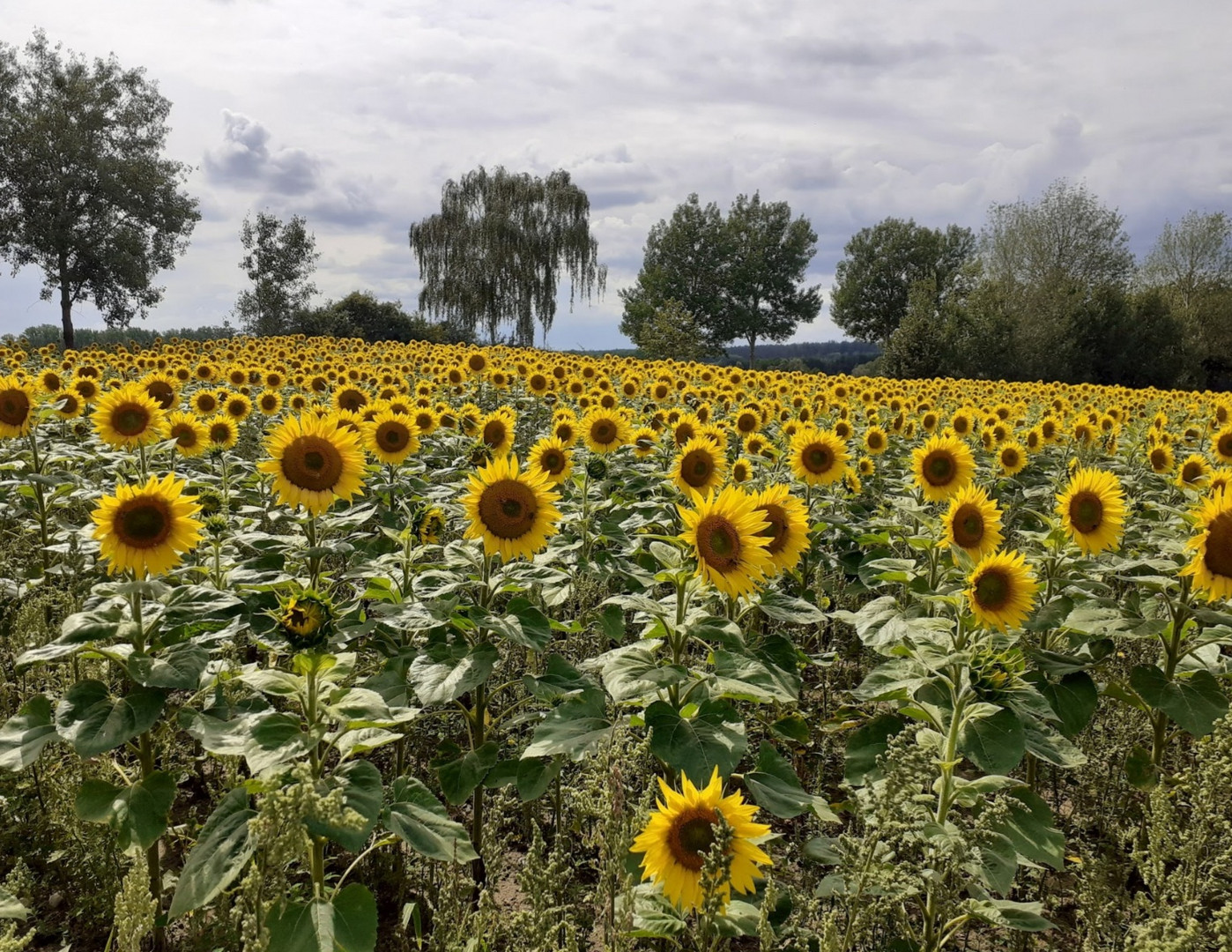 Sonnenblumen 