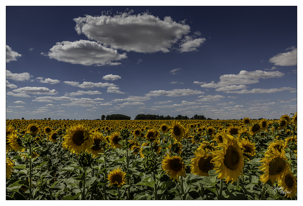 Sonnenblumen