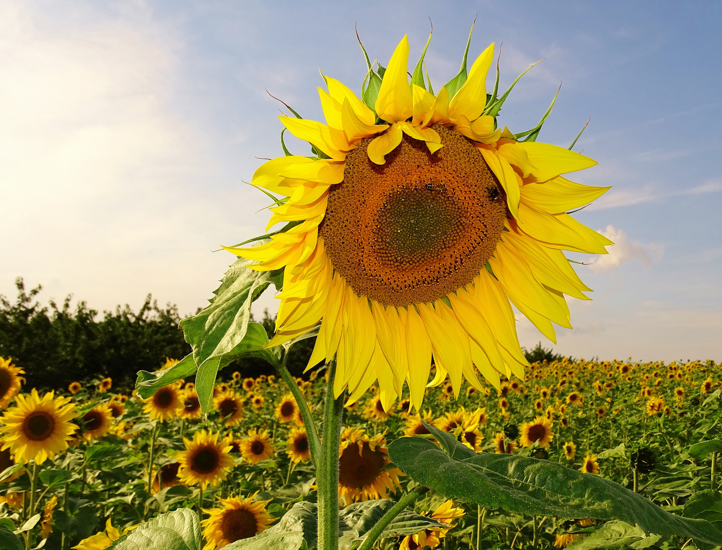 Sonnenblumen