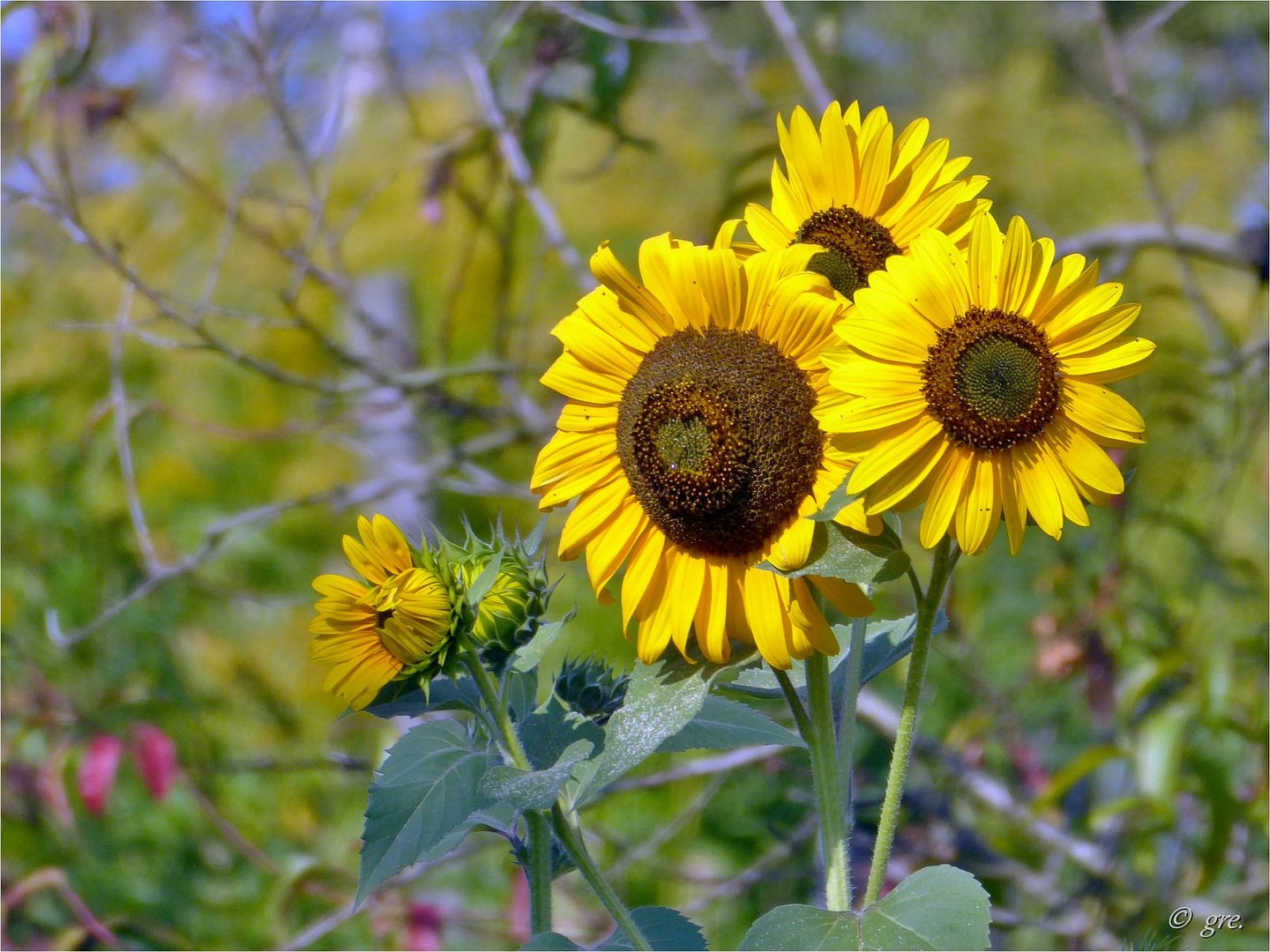 Sonnenblumen