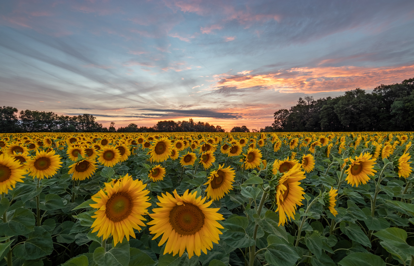 Sonnenblumen