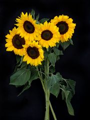 Sonnenblumen