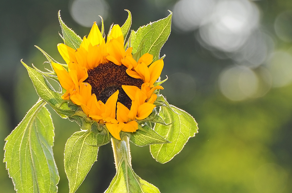 -Sonnenblumen-