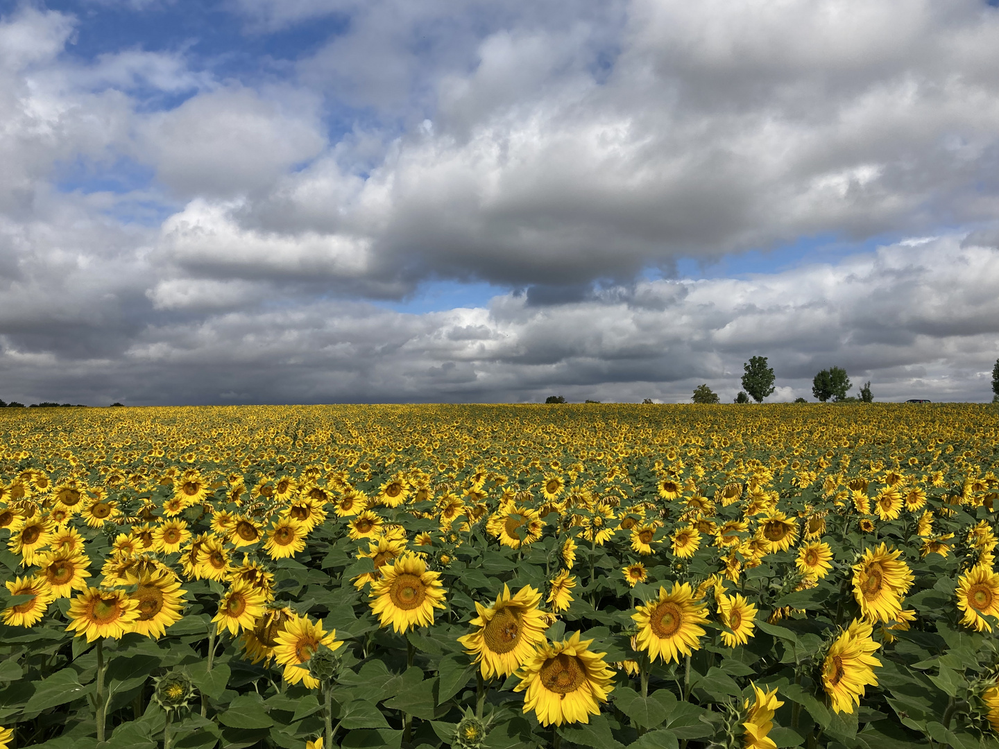 Sonnenblumen