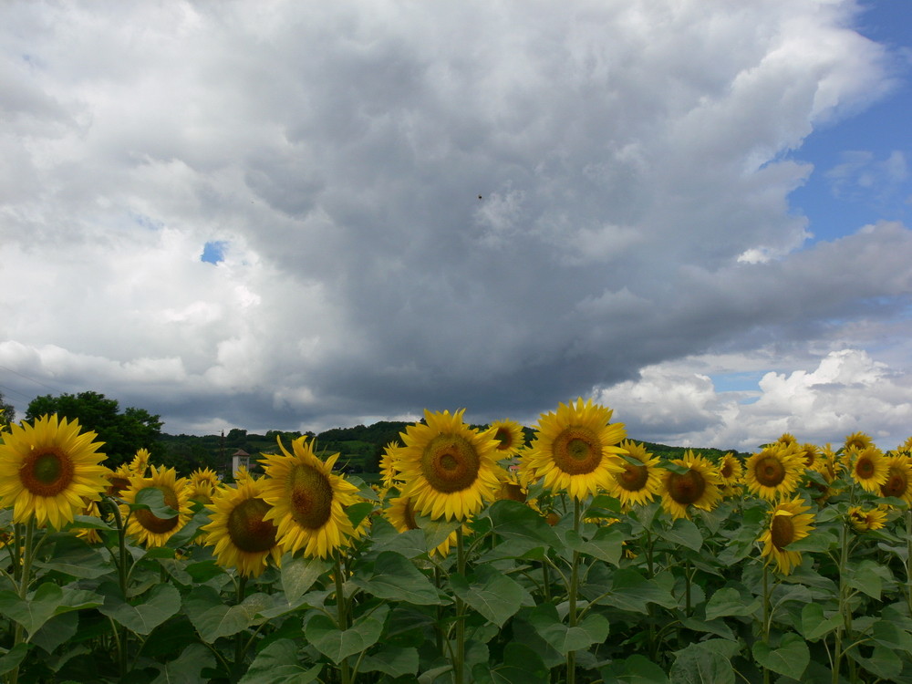 Sonnenblumen