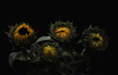 Sonnenblumen