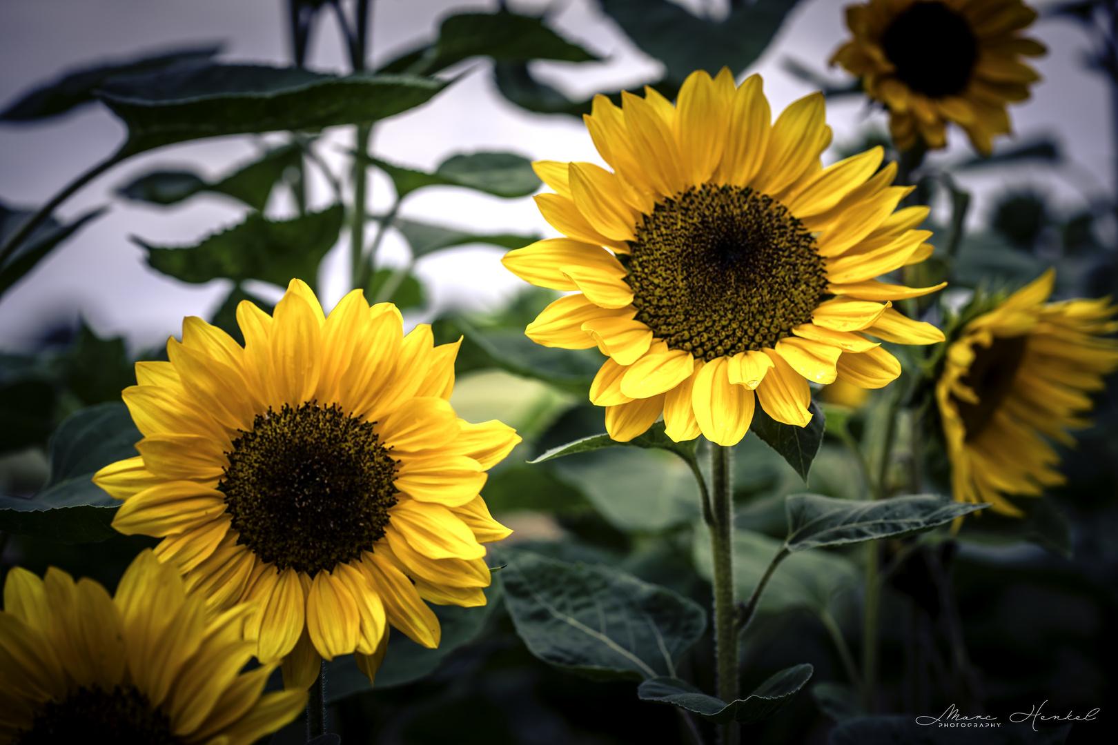 Sonnenblumen