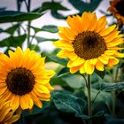 Sonnenblumen