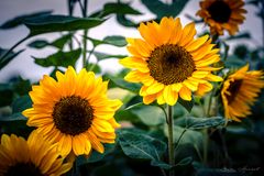 Sonnenblumen