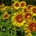 Sonnenblumen