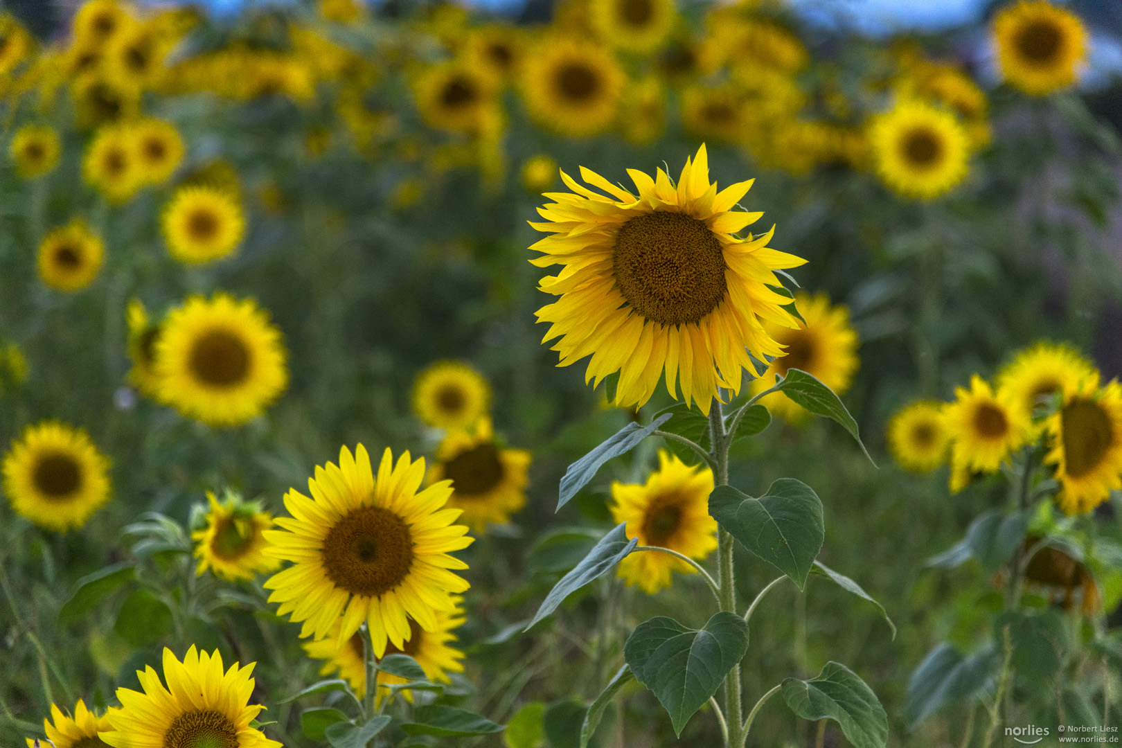 Sonnenblumen