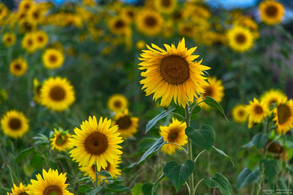 Sonnenblumen