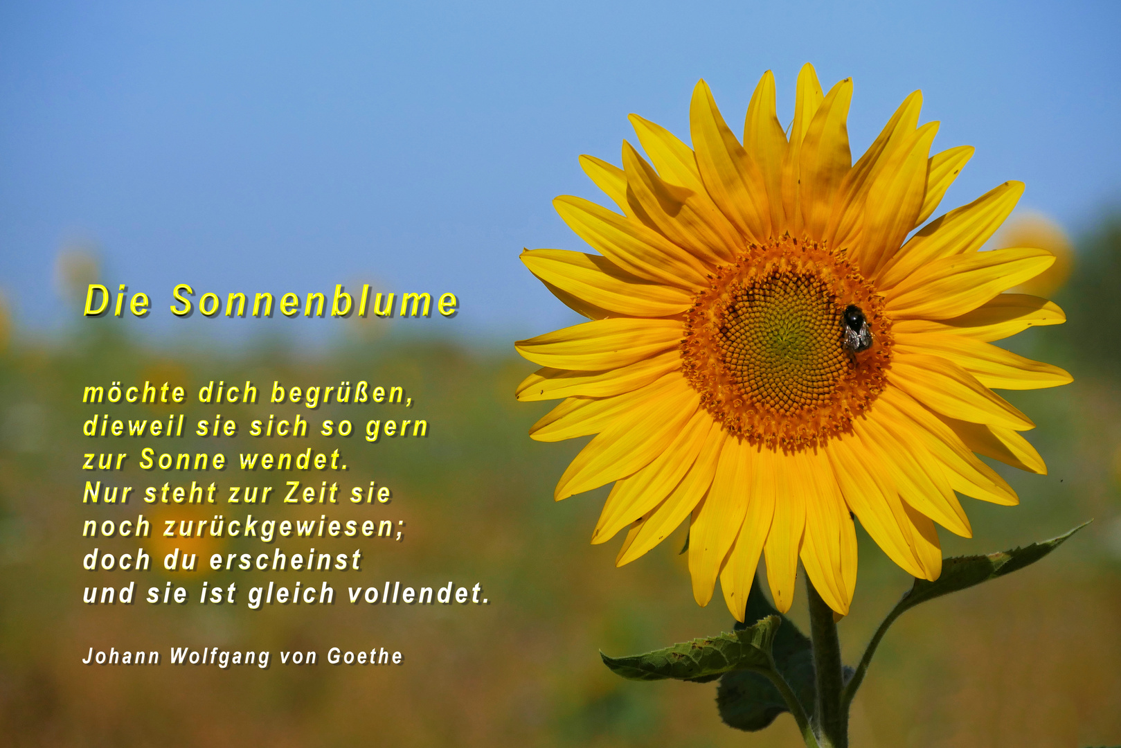 SONNENBLUMEN