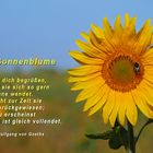 SONNENBLUMEN