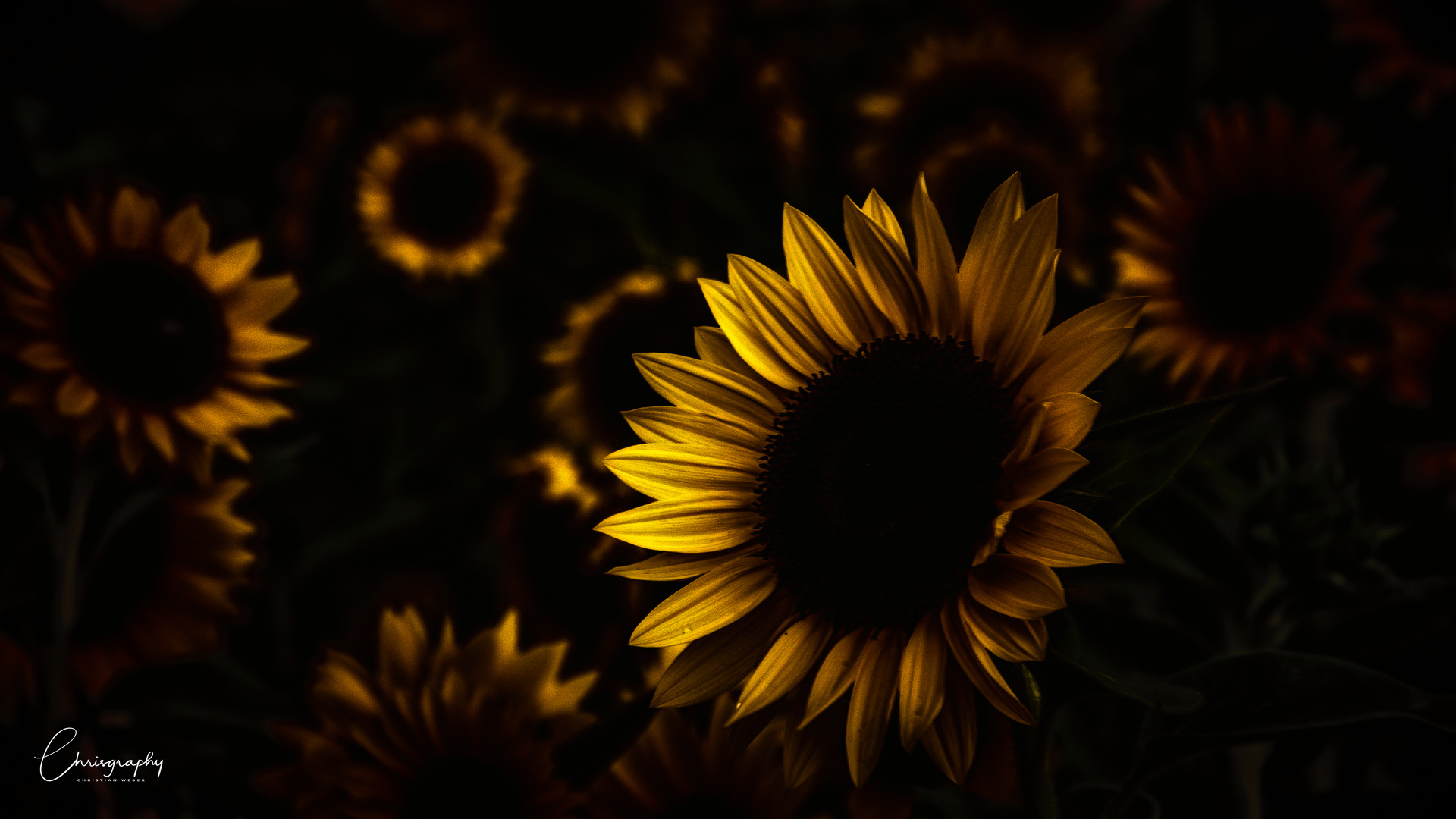 Sonnenblumen