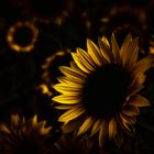 Sonnenblumen