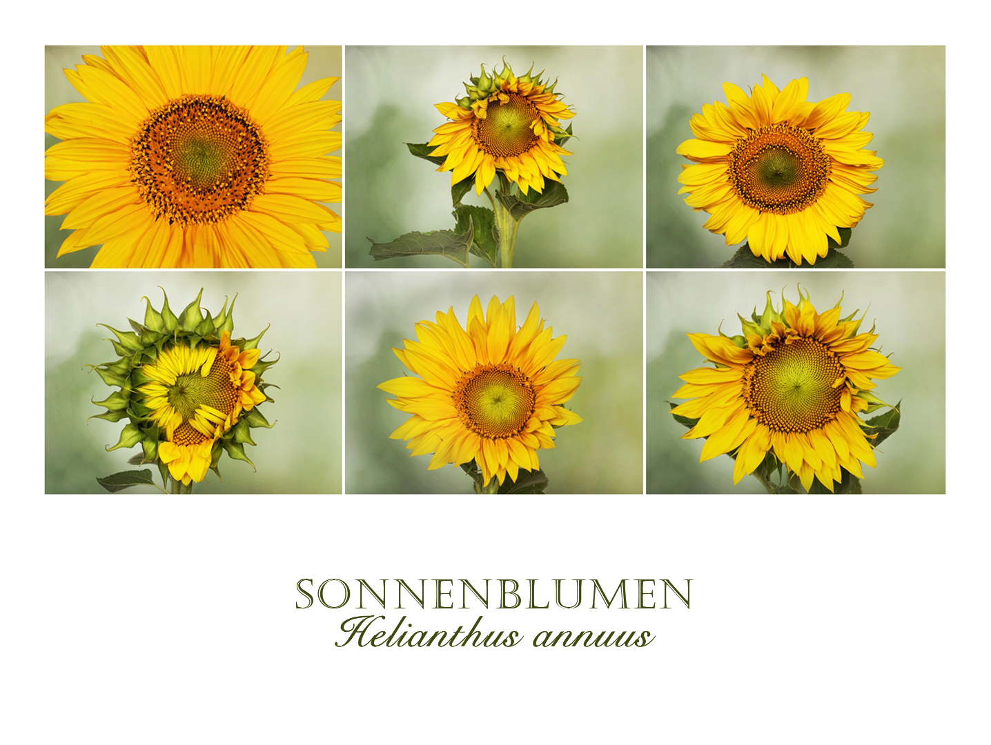 Sonnenblumen.....