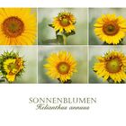 Sonnenblumen.....