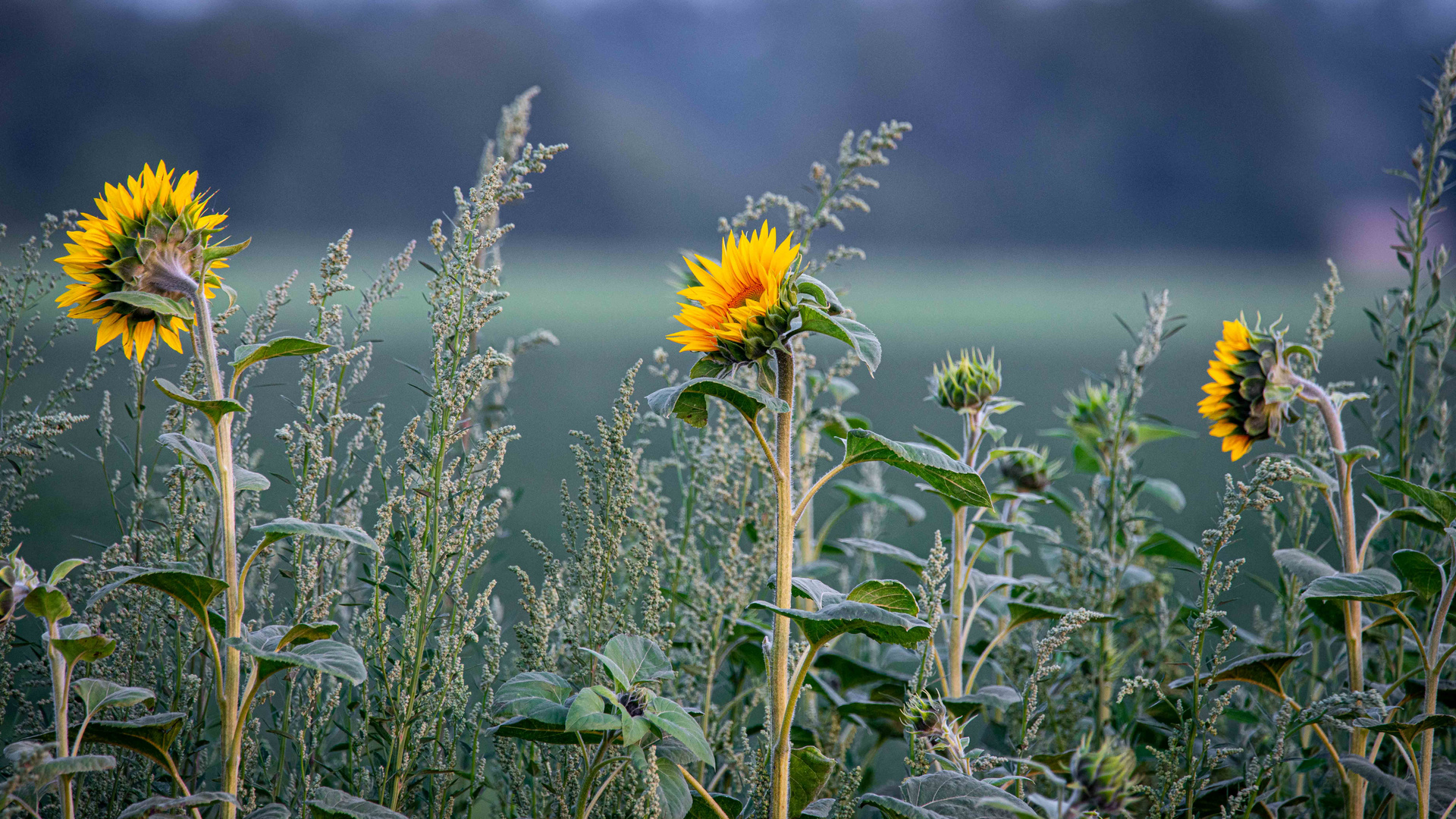 Sonnenblumen