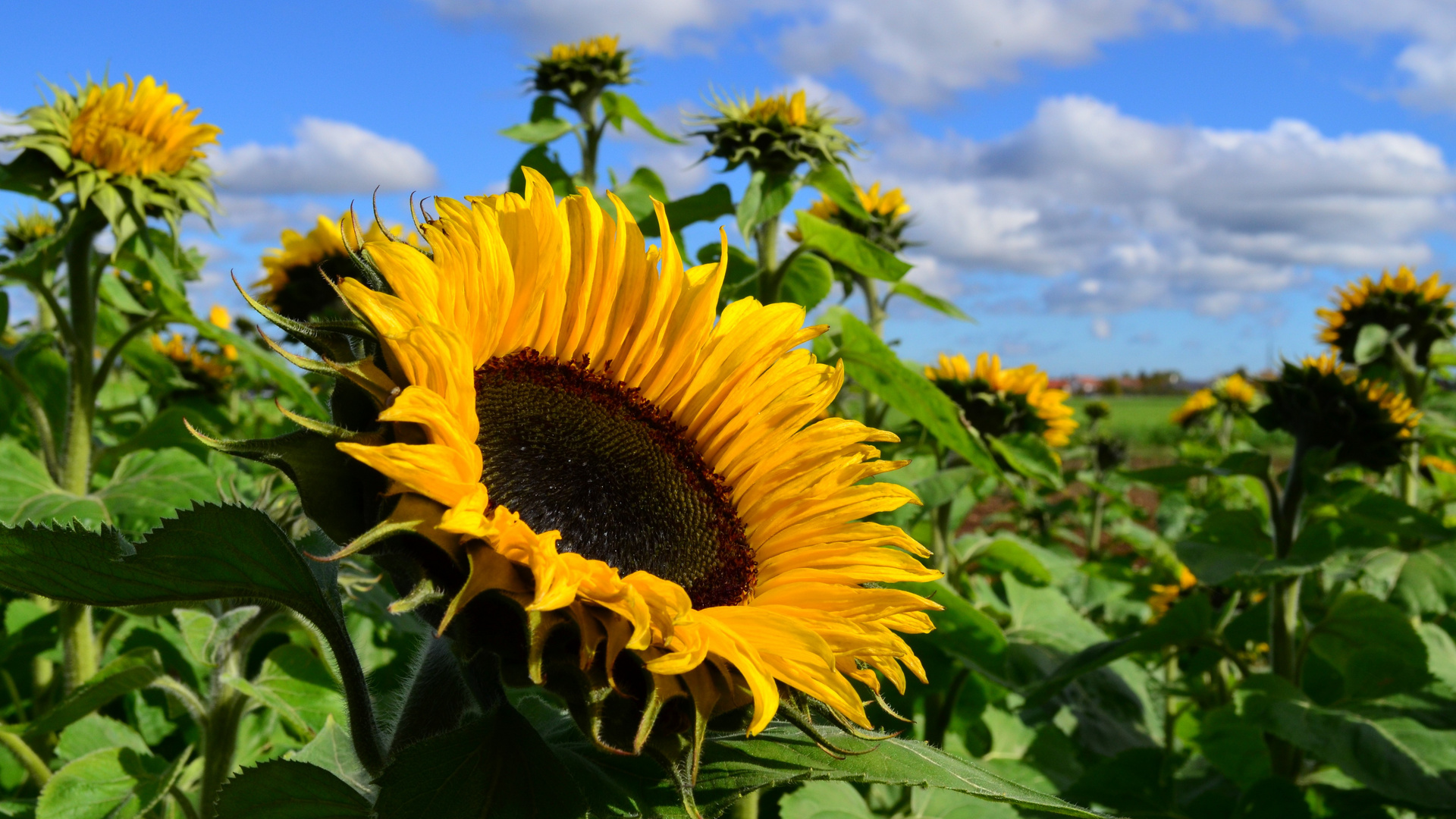 Sonnenblumen