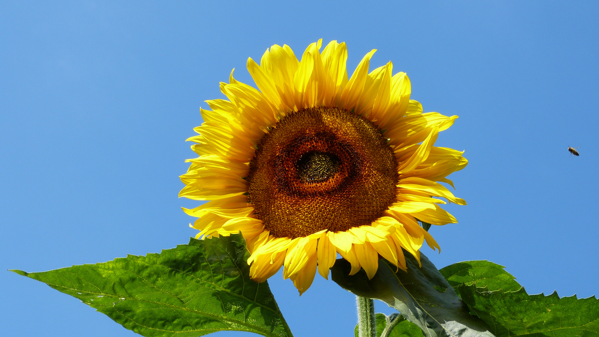 Sonnenblumen