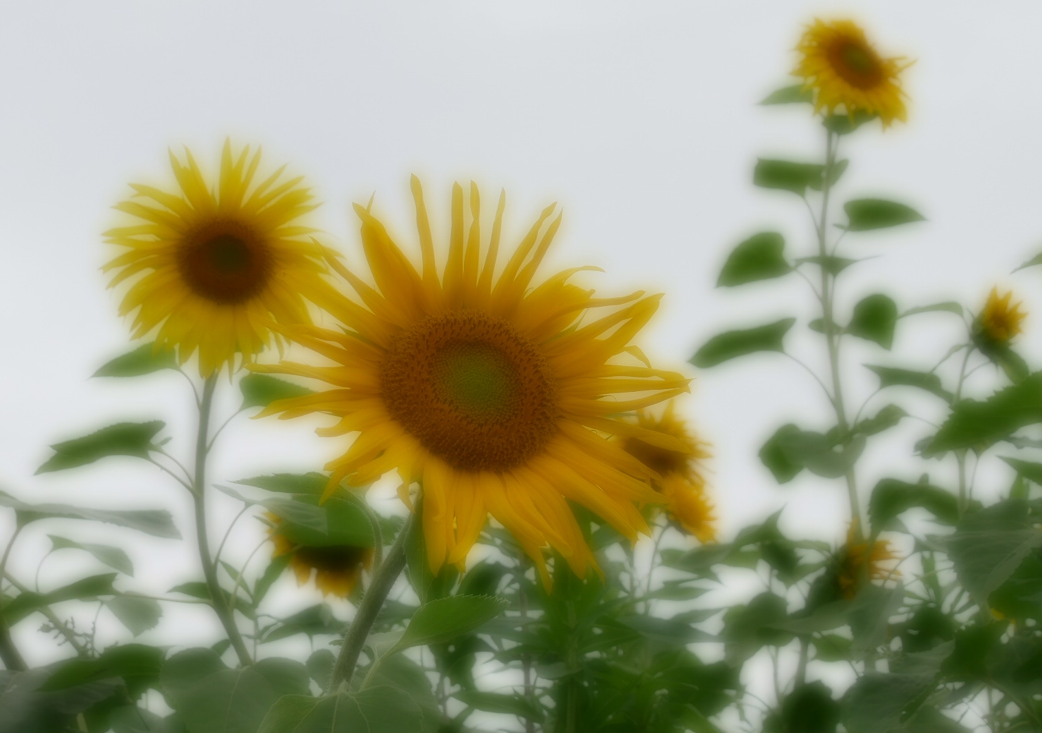 Sonnenblumen 