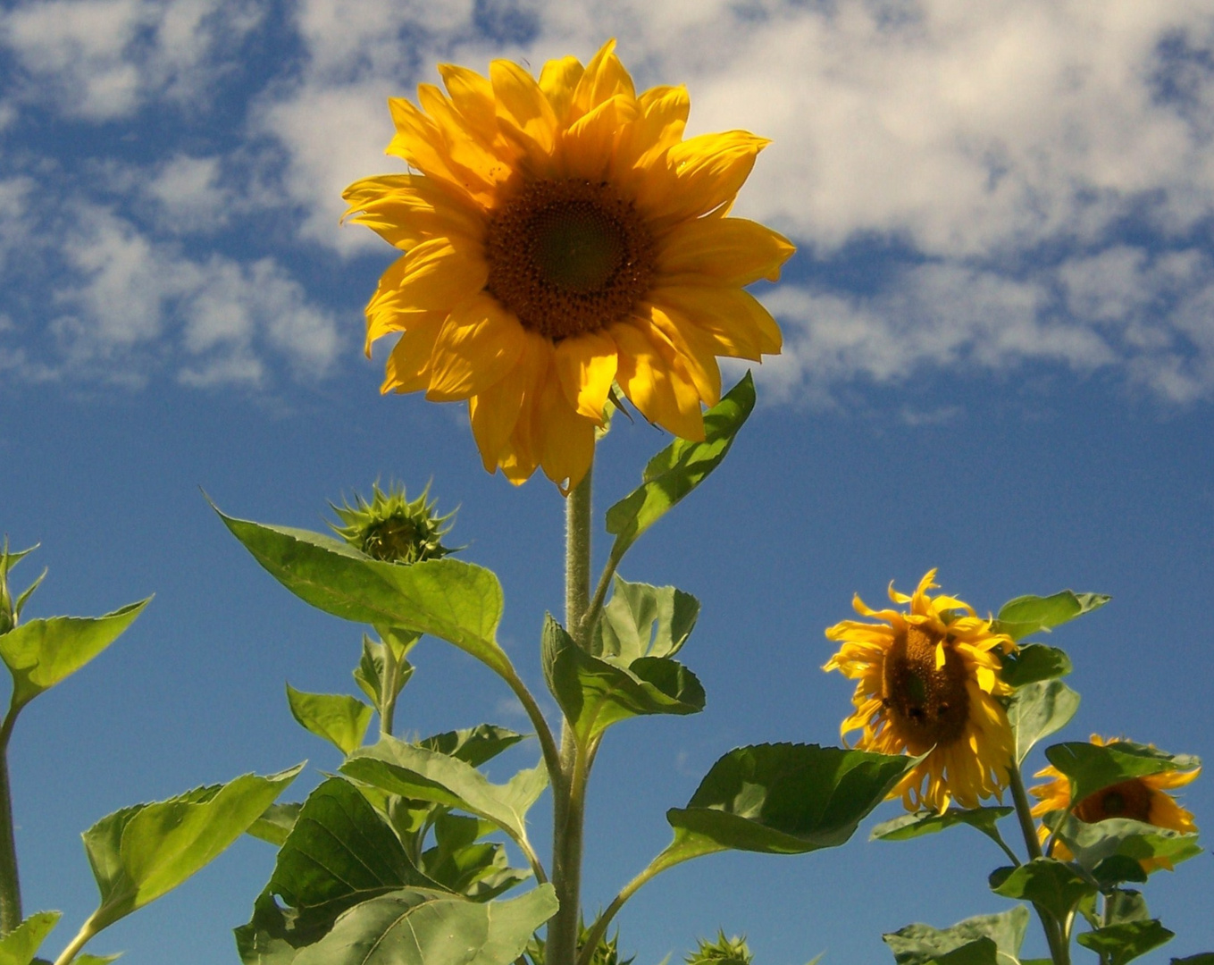 Sonnenblumen