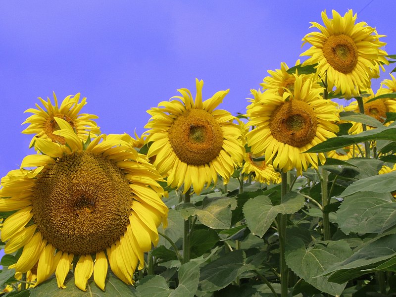 Sonnenblumen