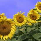 Sonnenblumen