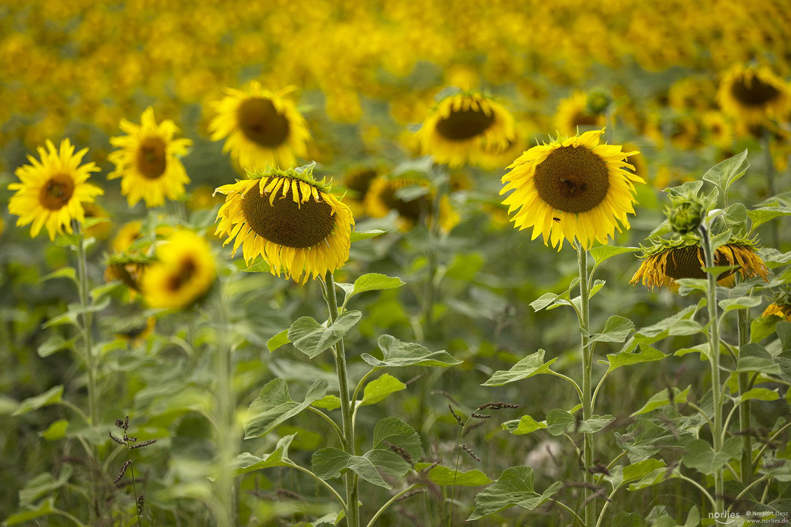 Sonnenblumen