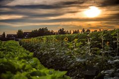 Sonnenblumen