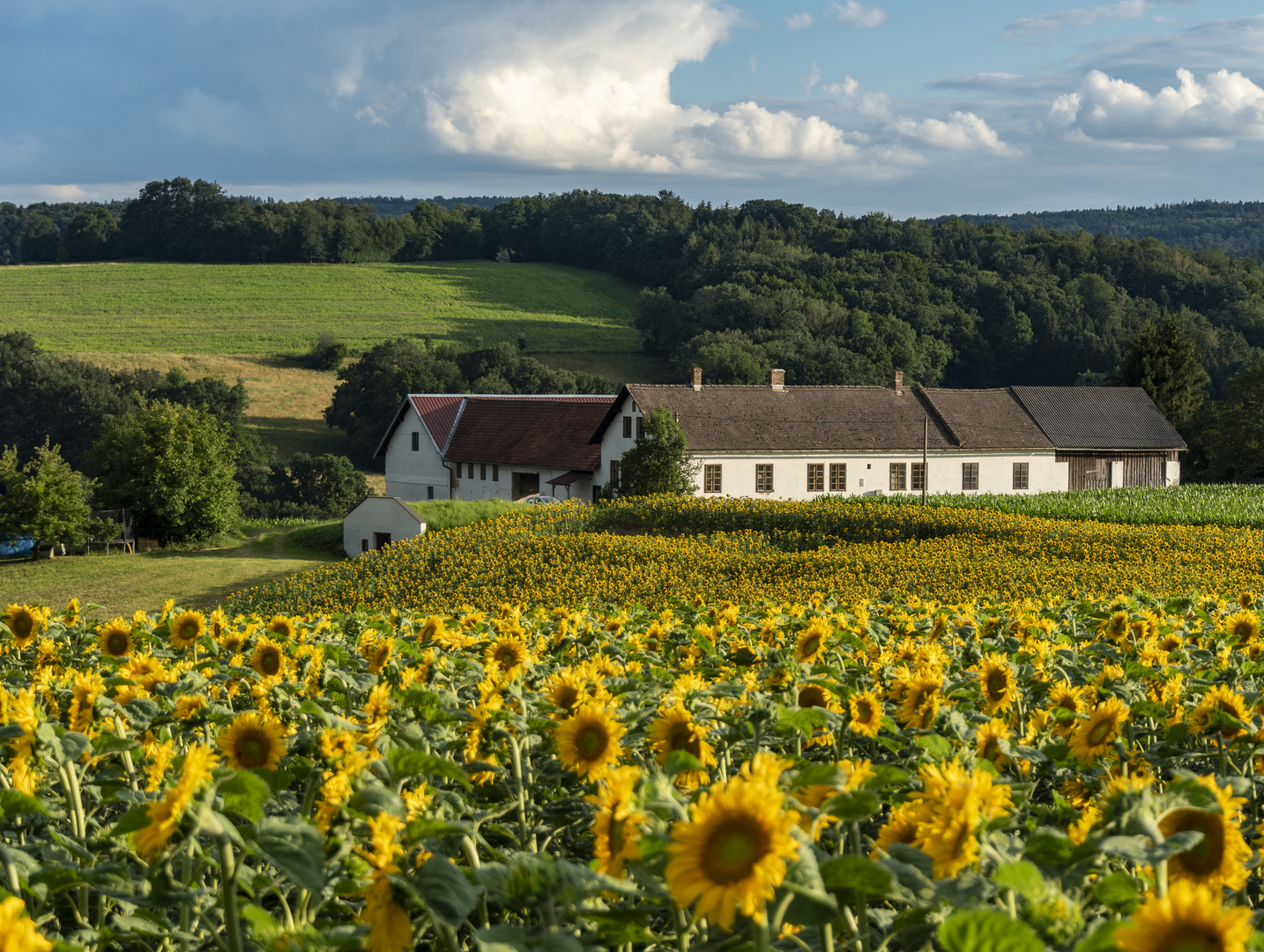 SONNENBLUMEN