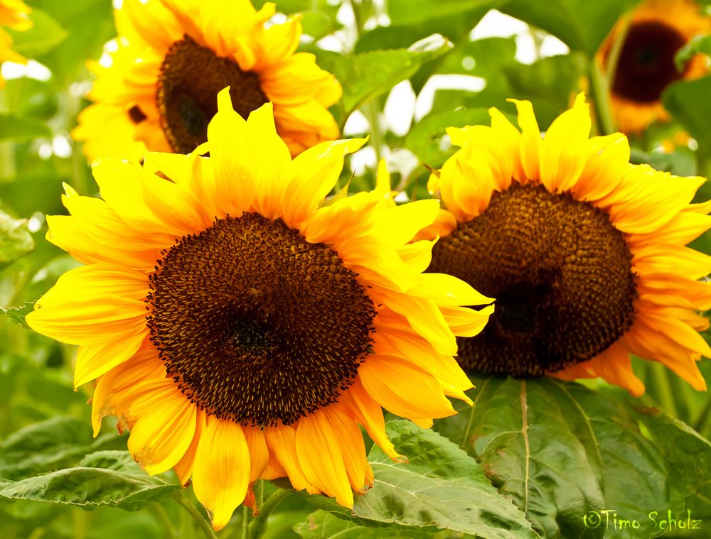 Sonnenblumen