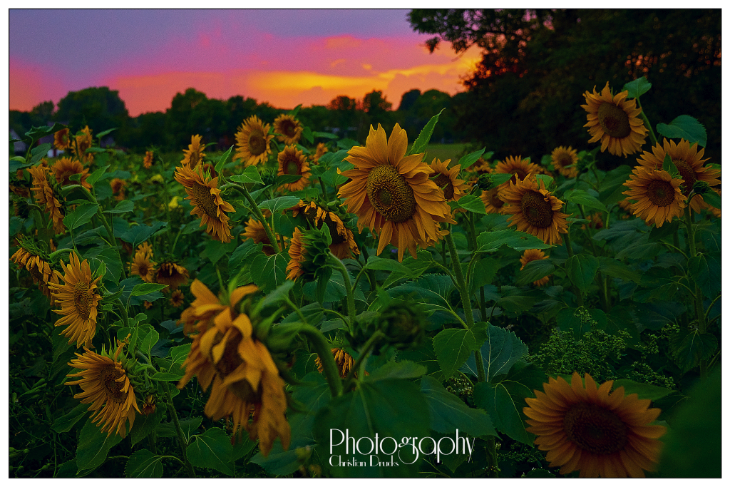 Sonnenblumen 