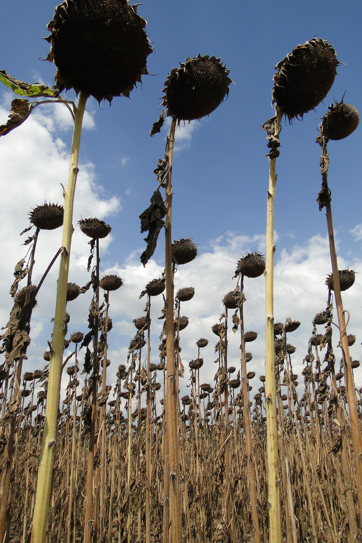 Sonnenblumen 