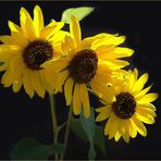  Sonnenblumen