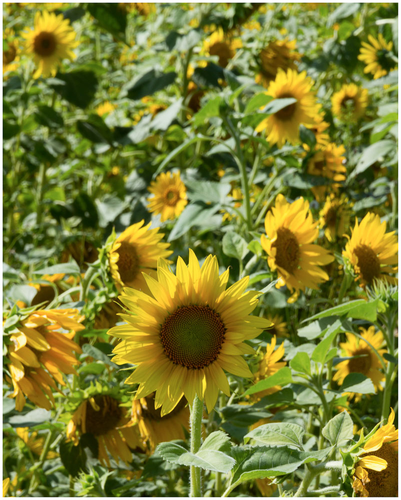 Sonnenblumen